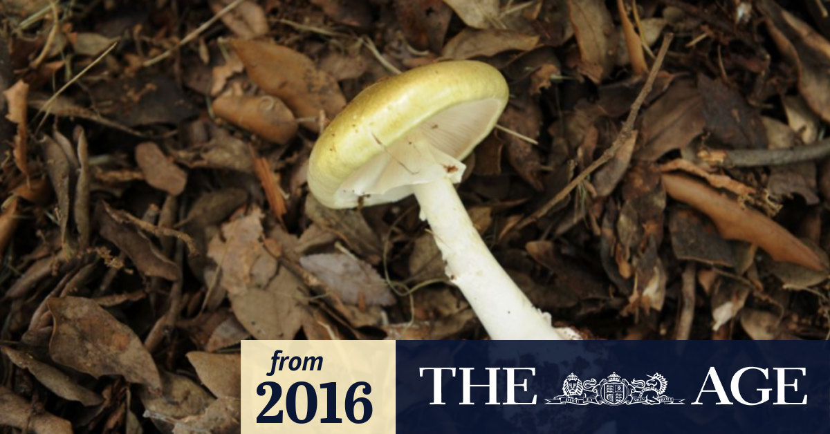 Deadly mushroom warning for Victoria